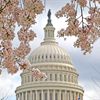 A Dogwood tree is in full bloom in front of the U.S. Capitol on March 19 in Washington, DC. Unseasonably warm weather has caused Washington\